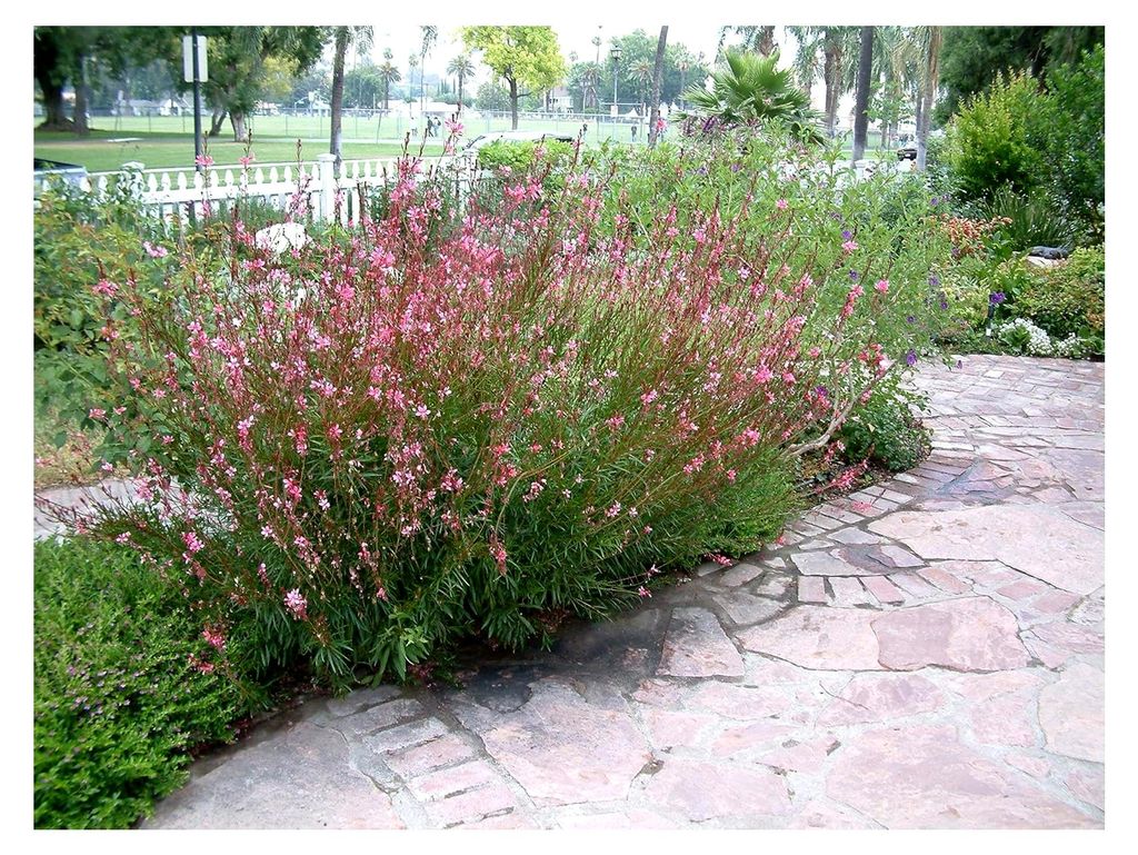 2 x Gaura lindheimeri Sortiment (Stauden/Winterhart/Mehrjährig) Prachtkerze in Weiß und Rosa - Dauerblüher - Zwei Sorten für ein harmonisches B...
