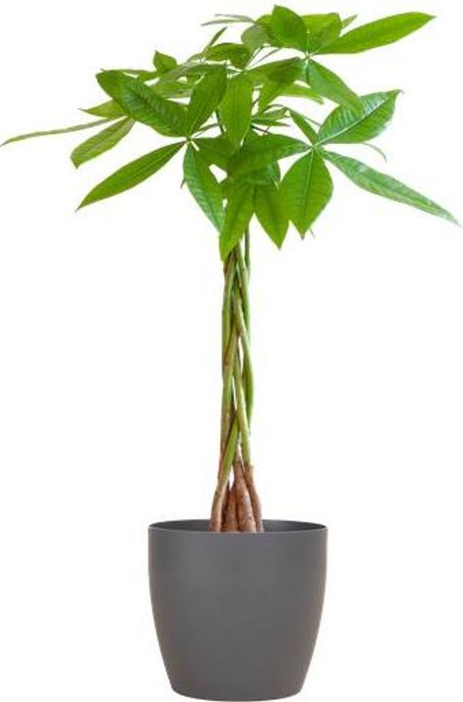 Pachira Aquatica 80cm – Glückskastanie Geldbaum Zimmerpflanze Ø21cm – pflegeleichte Pflanze mit geflochtenem Stamm im nachhaltigen Viber Grau...