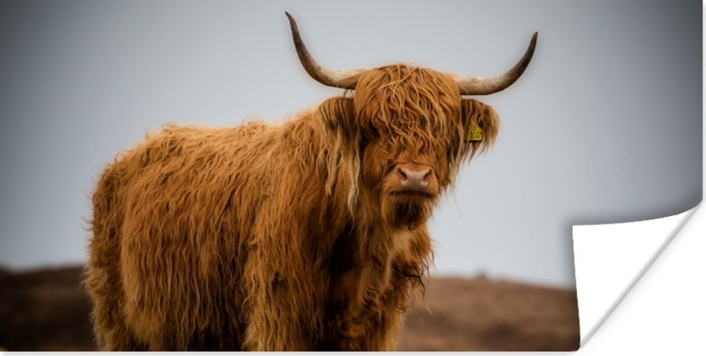 MuchoWow Poster Schottischer Highlander - Düne - Gras 40x20 cm - Poster für die Wand - Poster Schlafzimmer