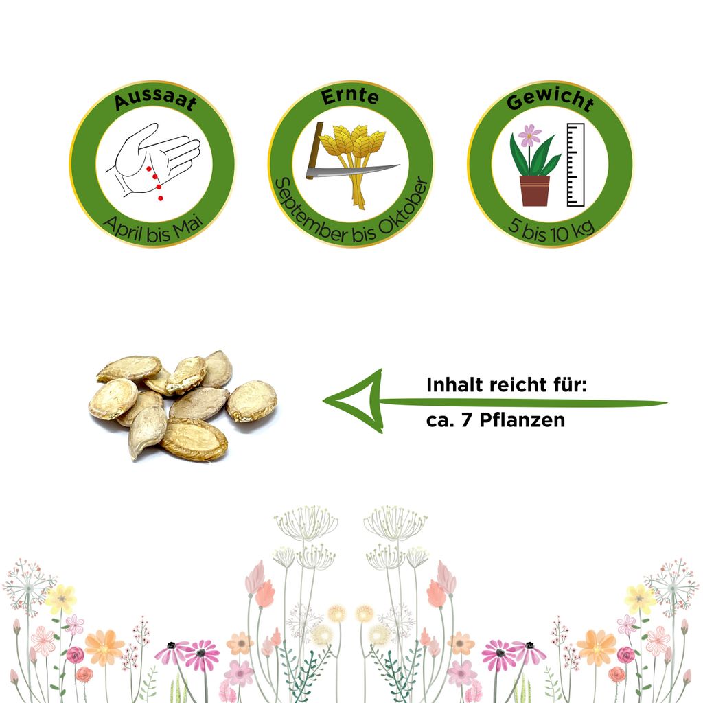 Seedeo® Kürbis Muscade De Provence Samen BIO – 7 Samen Für Aromatische Speisekürbisse