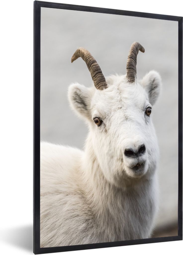 MuchoWow Gerahmtes Poster Schaf - Horn - Weiß 20x30 cm - Poster mit Schwarzem Bilderrahmen Wandposter Rahmen Foto Bilder - Drucken - Bilder Post...