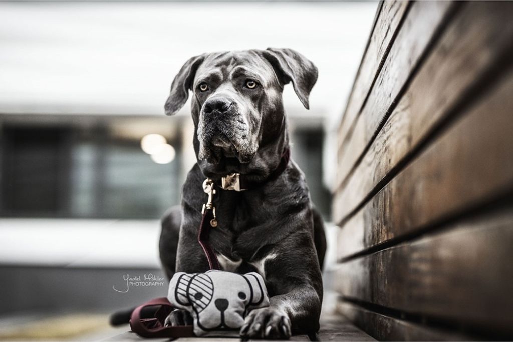 Kentucky Dogwear Hundespielzeug Dog Head Grey