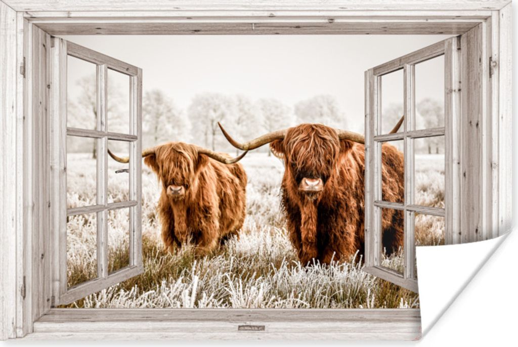 MuchoWow Poster Durchblick - Schottische Highlander - Tiere 180x120 cm - Fotoplakat