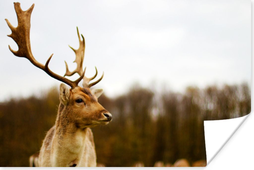 MuchoWow® Poster Damhirsch - Wald - Herde - Tiere - Natur Produktbild 
