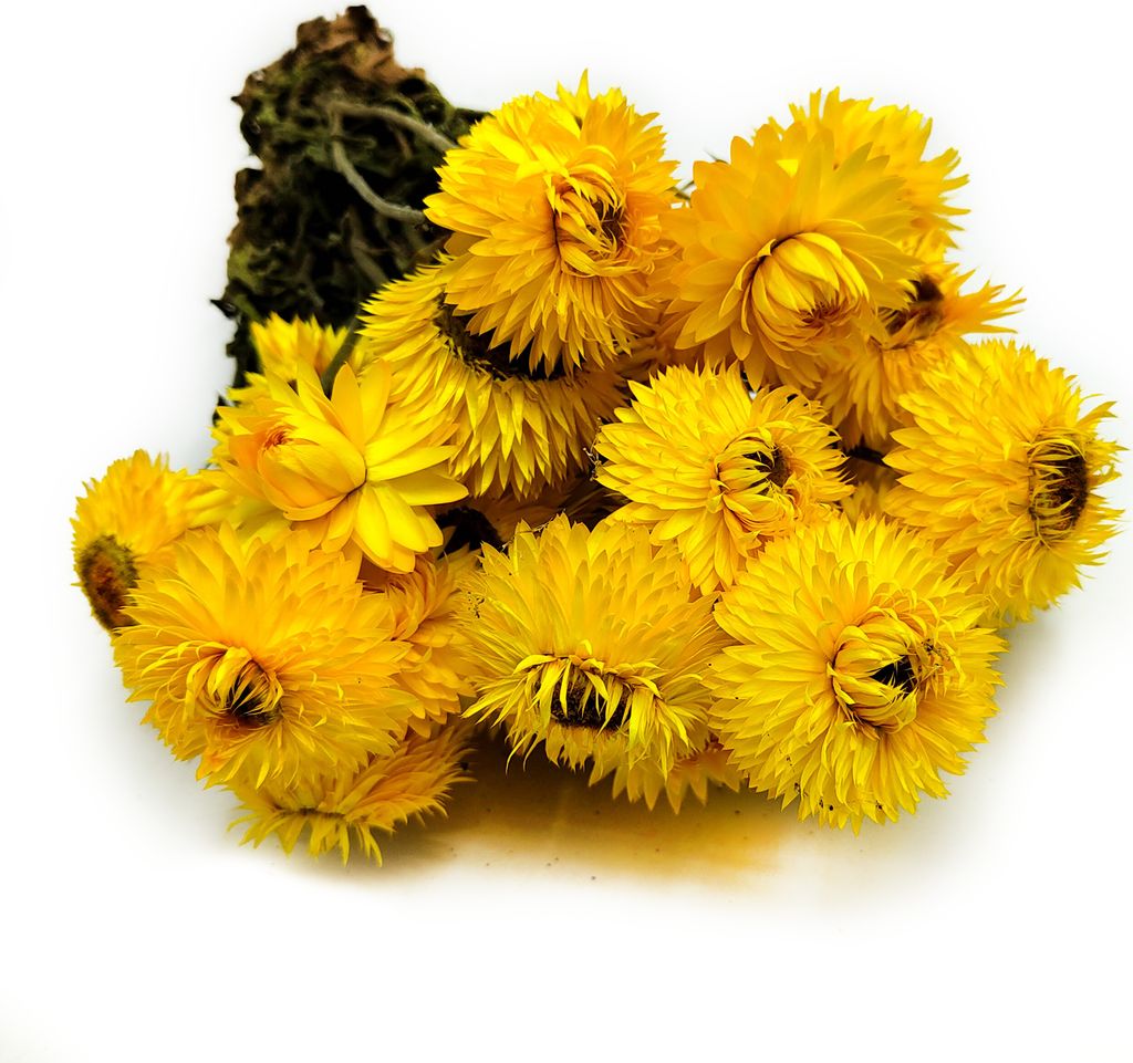 Getrocknete Strohblume Granvia® - (Helichrysum Granvia®) - Produktbild 