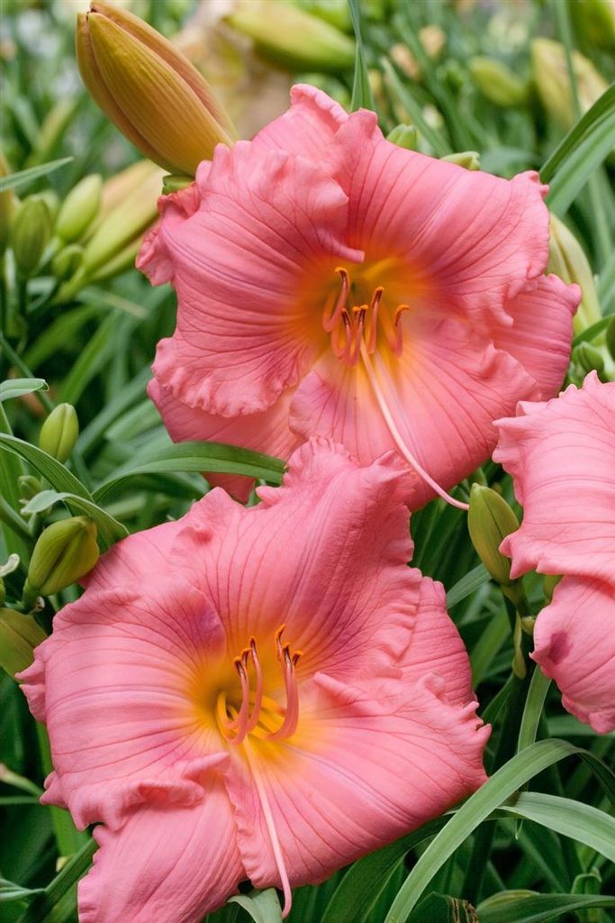 Hemerocallis x cult. 'Cosmopolitan', Taglilie, rosa, ca. 11x11 cm Topf