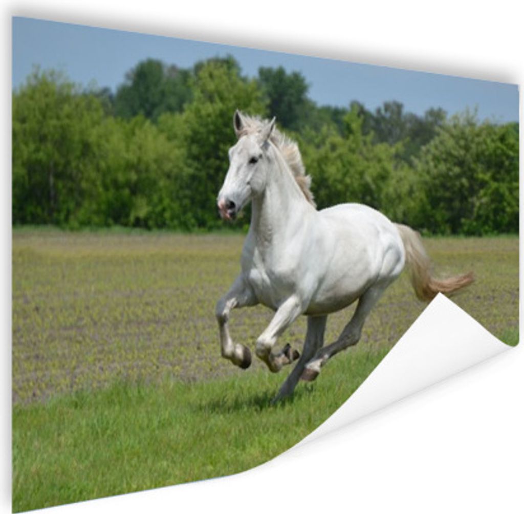 MuchoWow Poster Pferde - Natur - Weiß 60x40 cm - Schlafzimmerdekoration