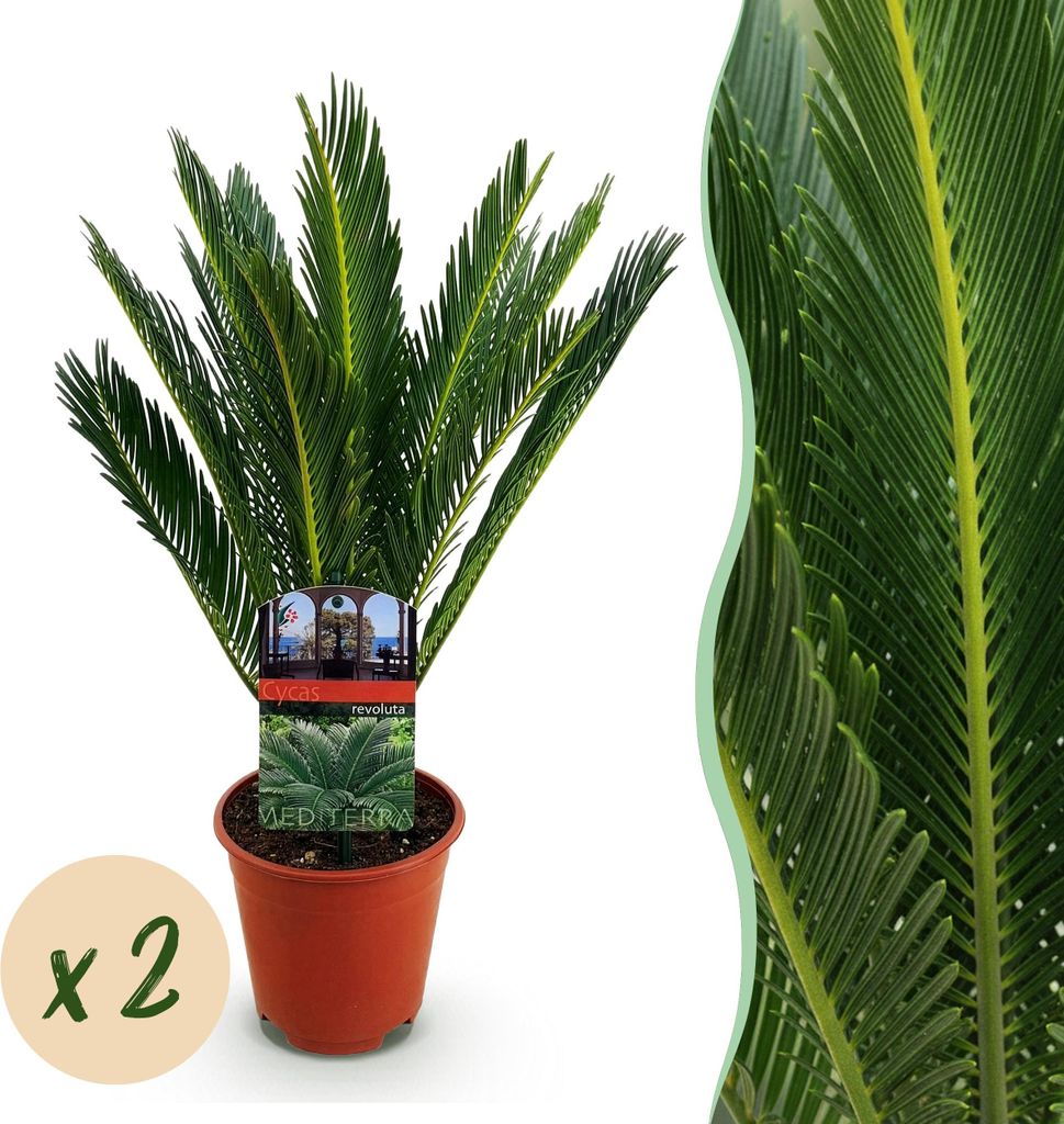 Green boutiQ - Zimmerpflanze - Cycas revoluta - Palmenfarn - Wenig Pflege - Grün - 1 - Topf 14cm - Höhe 45-55cm
