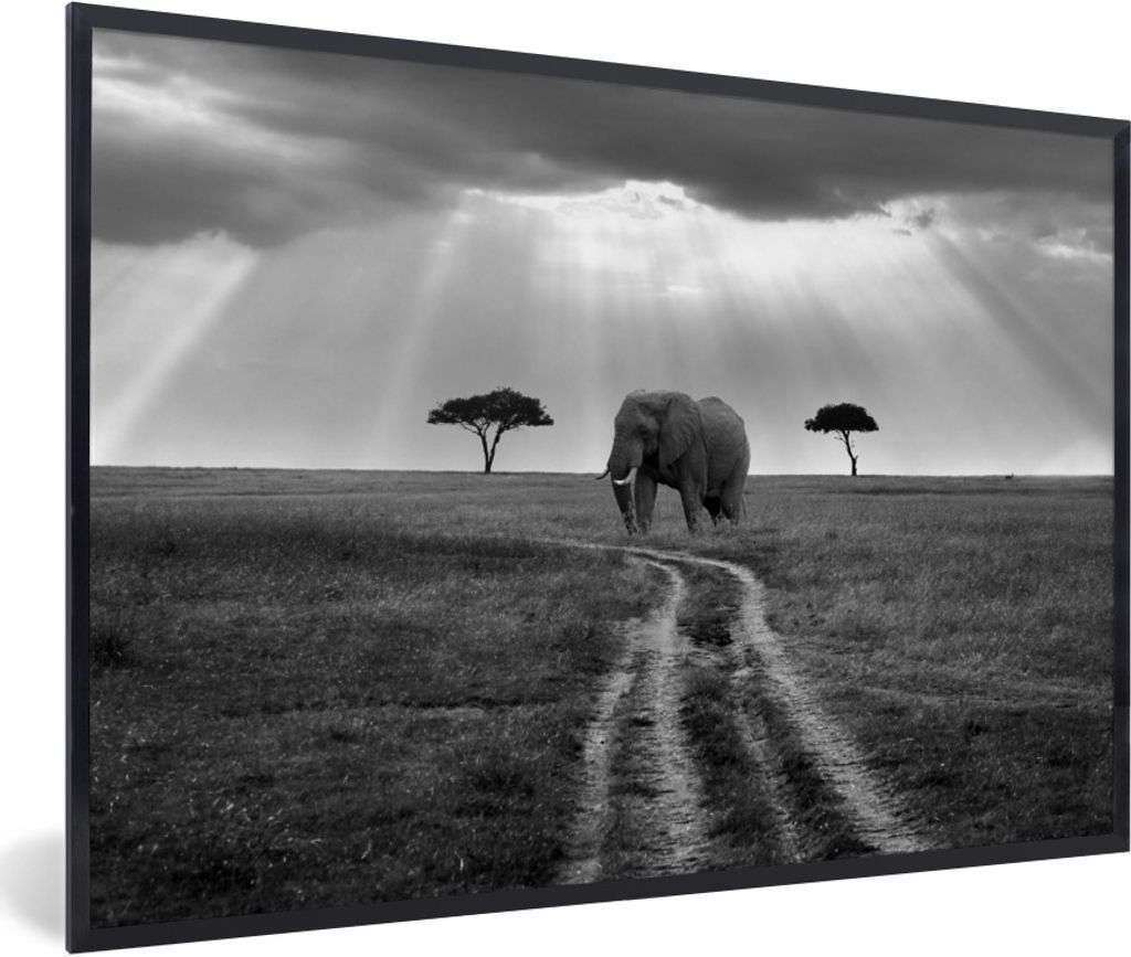 MuchoWow Gerahmtes Poster Sonnenschein auf einem Elefanten in einem Naturschutzgebiet - schwarz und weiß 90x60 cm - Poster mit Schwarzem Bilderr...