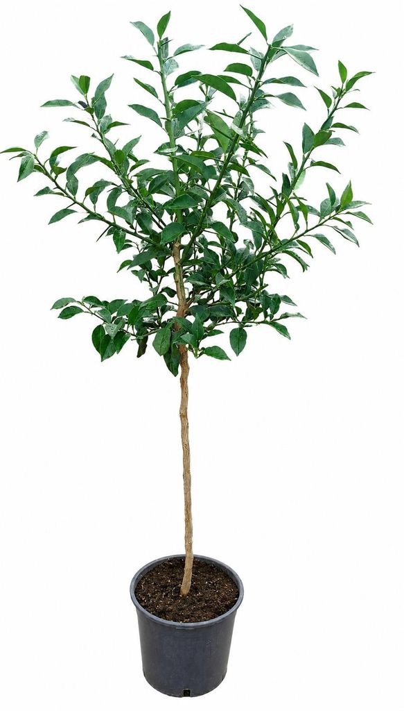 Yuzu Zitrone Citrus junos XXL 130–160 cm Japanische Zitrone Produktbild 