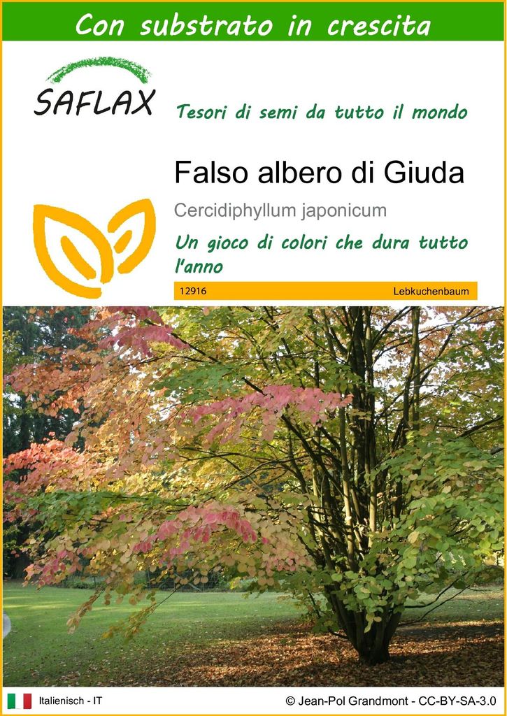 SAFLAX  - Falso albero di Giuda - 200 semi - Con substrato Immagine del prodotto 