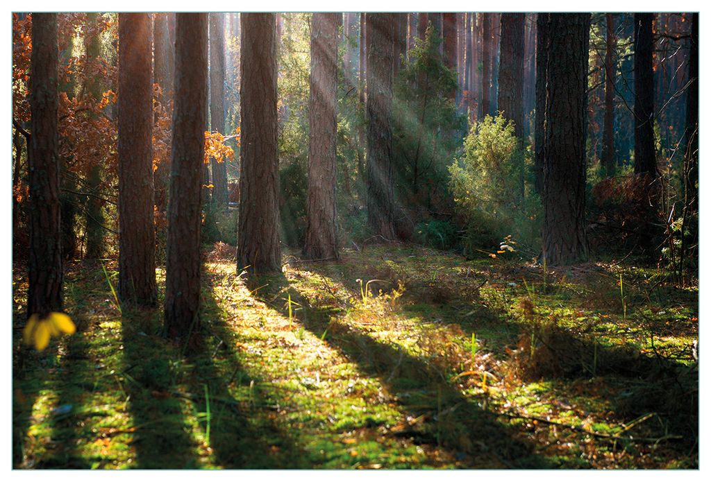 Wallario Küchenrückwand aus Glas, Größe: 90 x 60 cm, Motiv: Sonnenstrahlen im Herbstwald | Spritzschutz | abwischbar | pflegeleicht | in