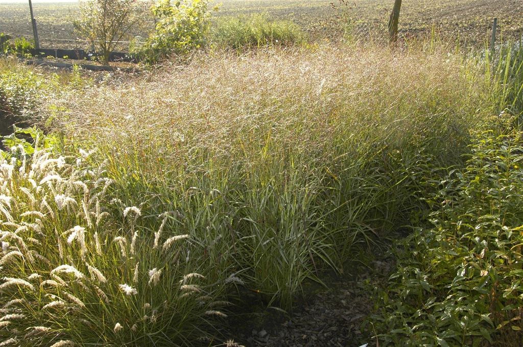 Panicum virgatum 'Shenandoah', Rutenhirse, rot-grün, 7,5-10 L Container