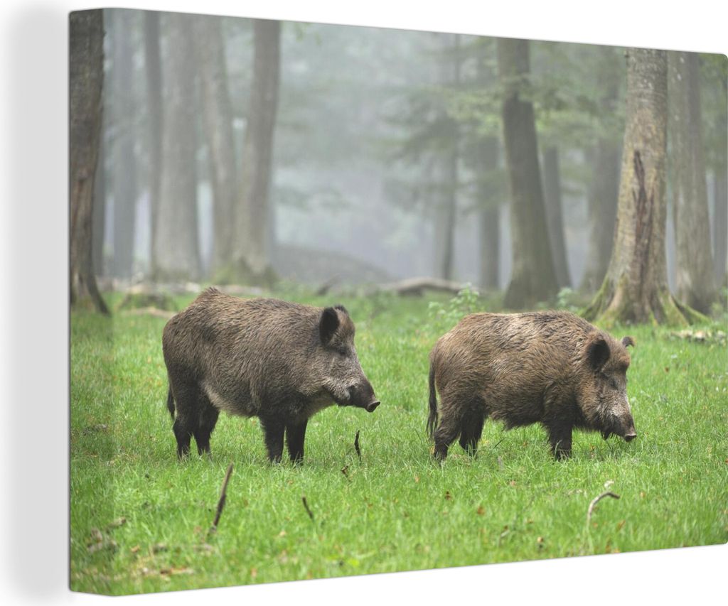 OneMillionCanvasses - Leinwandbilder - 140x90 cm, Wildschwein - Wald - Tier, Wandbilder Kunstdruck Wanddekoration