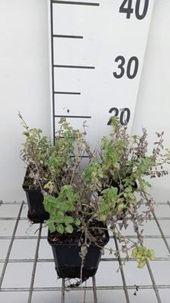6 x Nepeta faas. 'Alba' - Katzenminze - Topf 9 x 9 cm