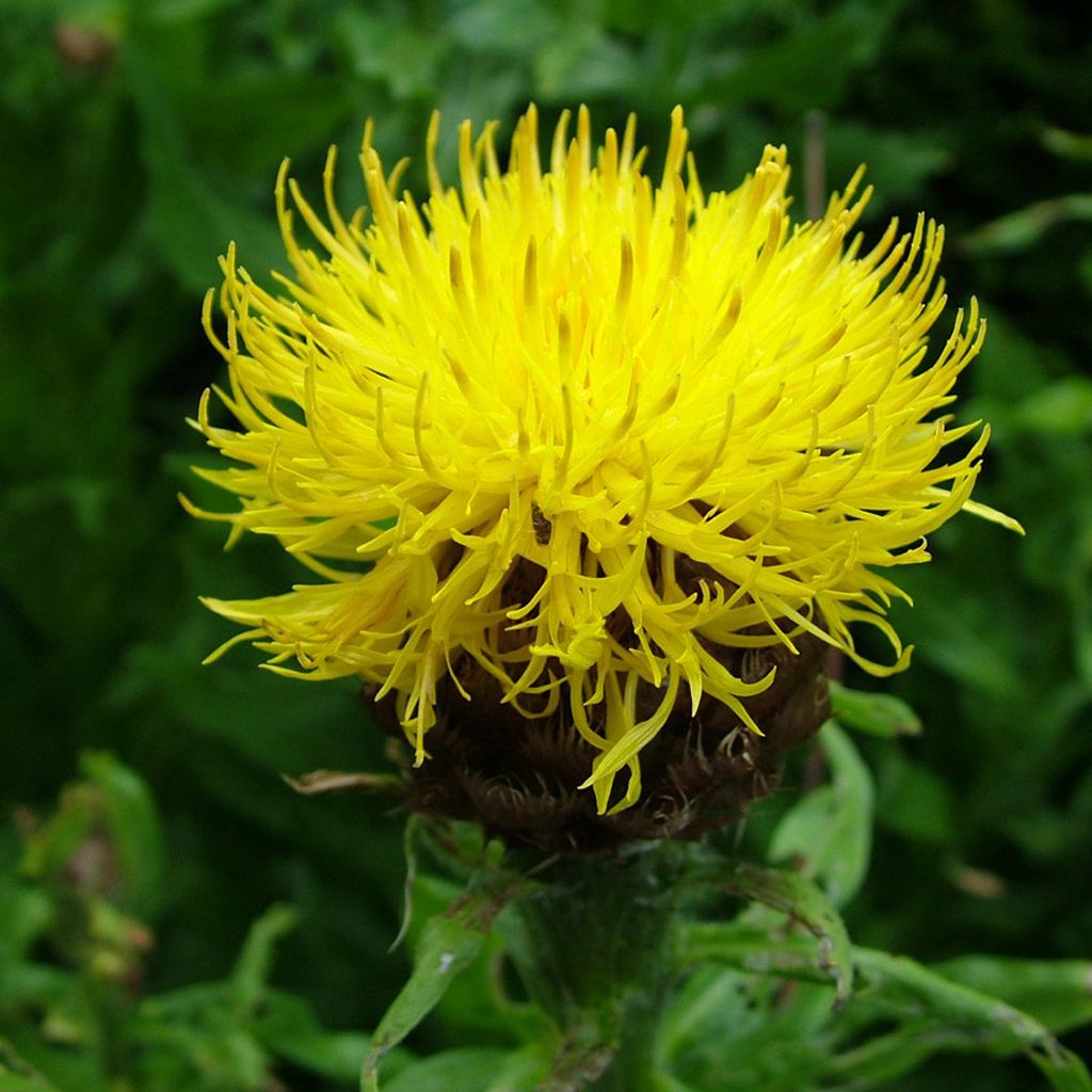6 x Riesenflockenblume - Centaurea macrocephala  | Topf 9cm Produktbild 