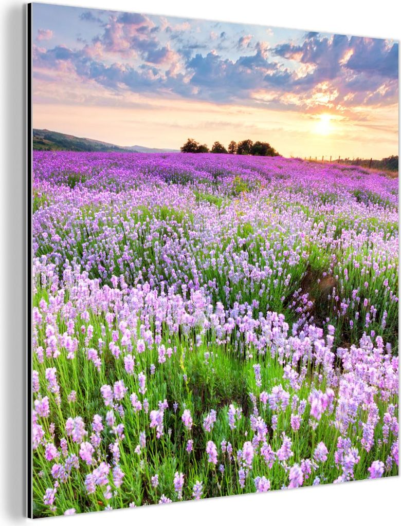 MuchoWow Wanddekoration Metall Metallbild Wandkunst 20x20 cm Blumen - Lavendel - Lila - Himmel - Sonnenuntergang - Wiese - Natur MuchoWow Aluminium...