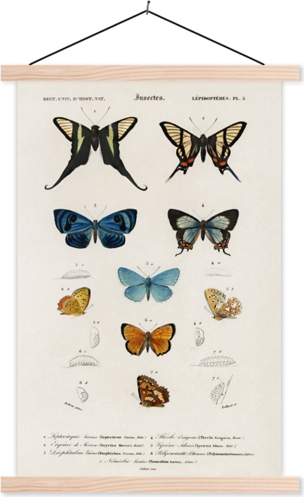 MuchoWow Textilposter Schmetterling - Vintage - Insekten 40x60 cm mit holzfarbenen Rahmen - Poster