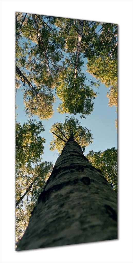 Wallario selbstklebende Duschrückwand 90 x 190 cm mit Motiv Birkenwald von unten betrachtet - Wandverkleidung mit Hochglanzlaminat in Glasoptik