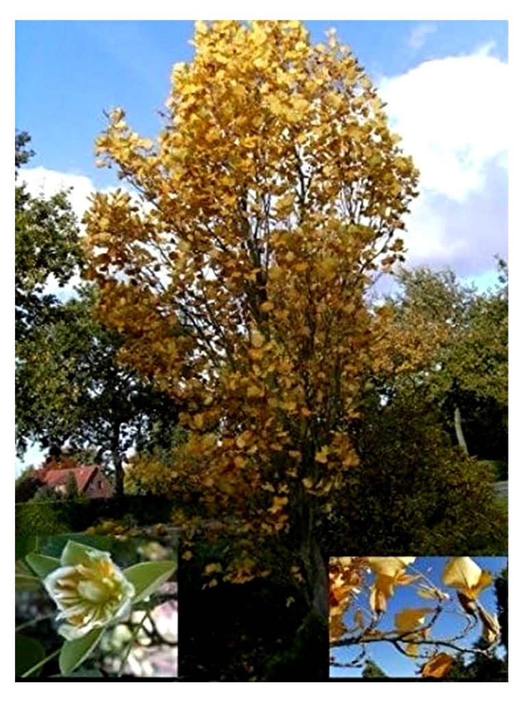 Säulen-Tulpenbaum - Liriodendron tulipifera fastigiata (80-100)