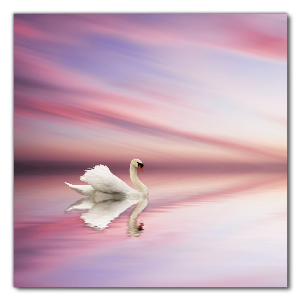 Wallario selbstklebende Möbelfolie/ Tischdecke für Innen und Außen, Größe: 80 x 80 cm - Weißer Schwan im rosafarbenen See