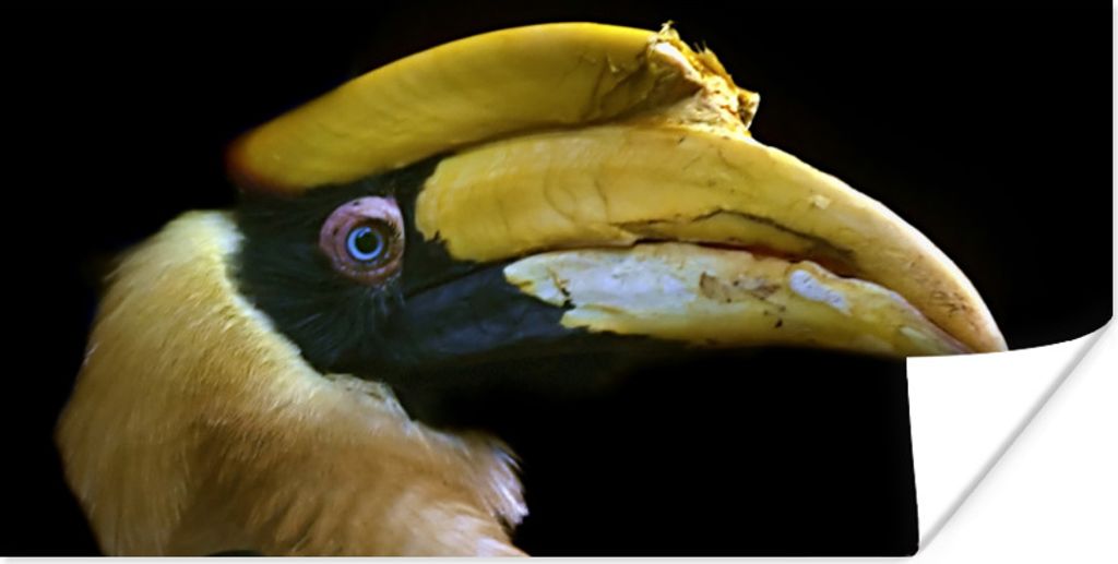 MuchoWow Poster Vogel - Schnabel - Schwarz 150x75 cm