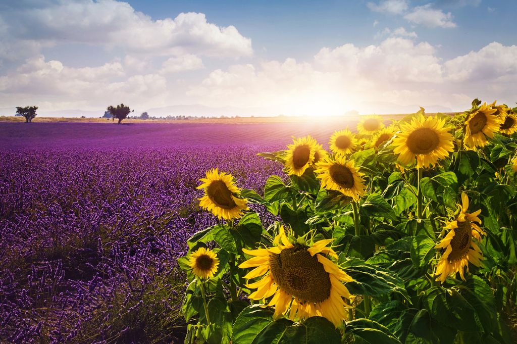 Muralo Fototapete Blumen 405 (B) x 270 (H) cm Vlies Tapete Wandtapeten Wohnzimmer Schlafzimmer moderne Wandbilder XXL Pflanzen Natur Wand Dekoration