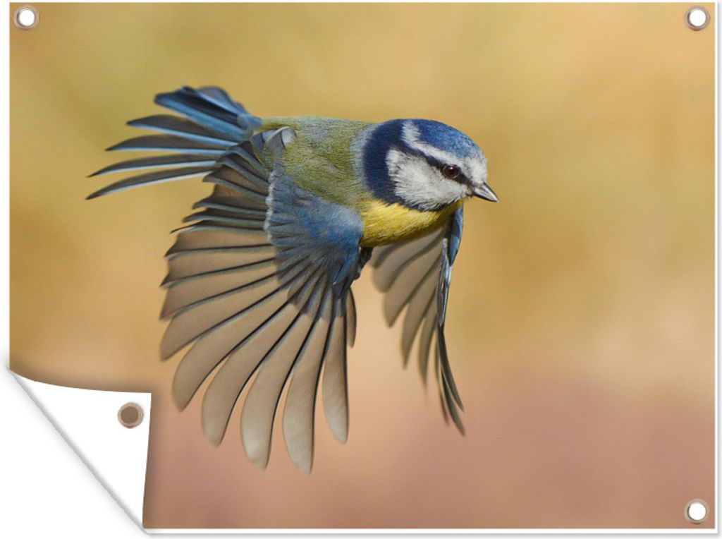 MuchoWow 80x60 cm Outdoor-Poster Gartendeko Sichtschutz Garten Poster für den Garten Eine Meise im Flug zum nächsten Rastplatz