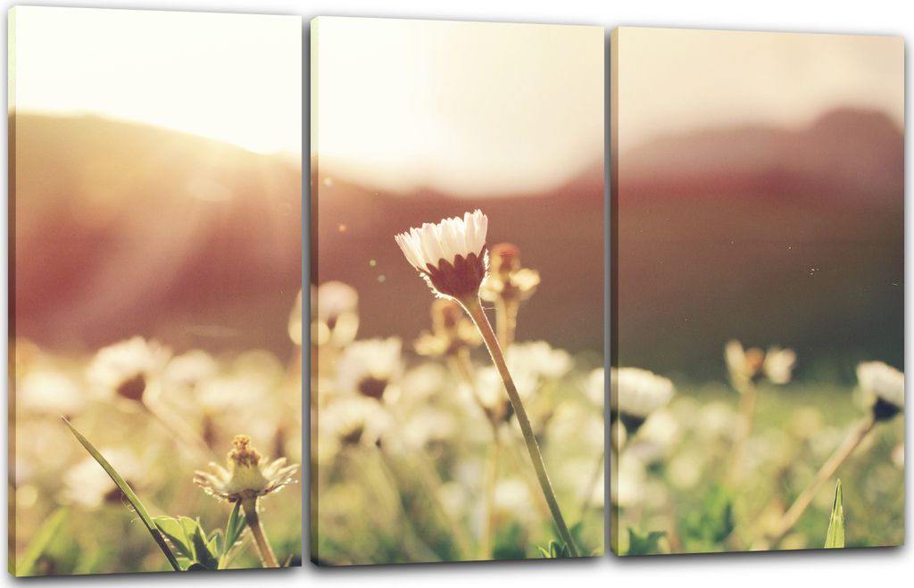 Leinwandbild 3-teilig (120x80cm): Blumen in Nahaufnahme mit weißen geschlossenen Blättern, echter Holz-Keilrahmen inkl. Aufhänger, handgefertigt...