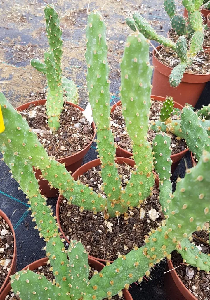 Plante grasse extérieure Opuntia fragilis robuste et résistante au gel