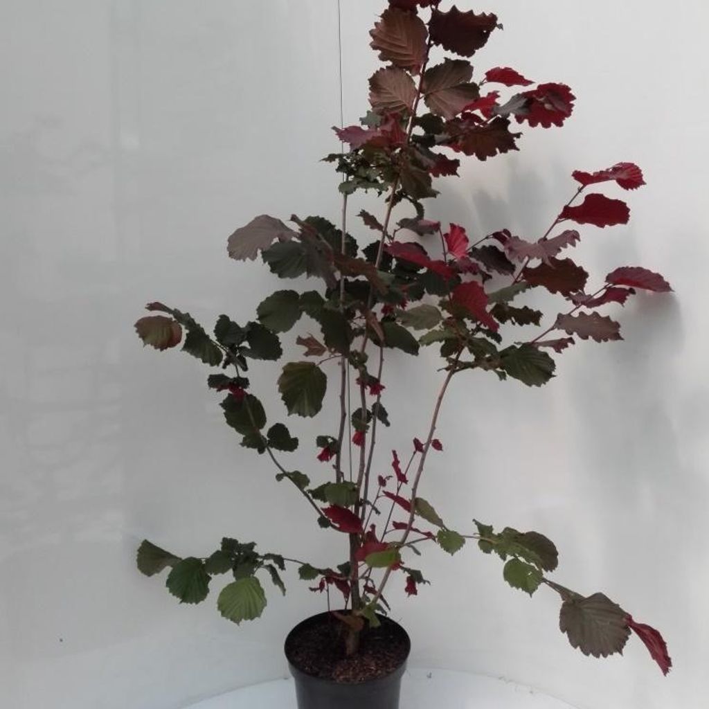 Haselnuss Maxima purpurea, sehr schönes rotes Laub, als Produktbild 