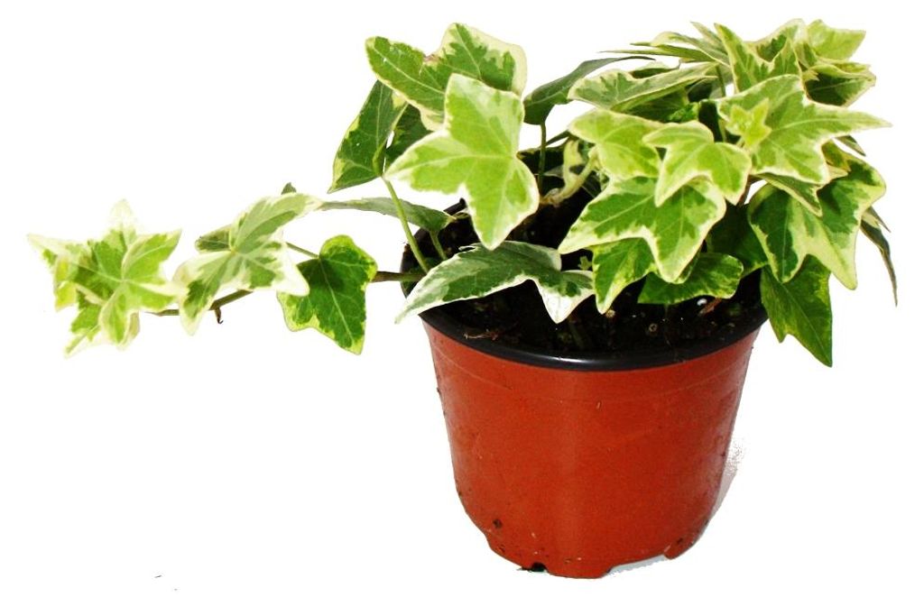 Hedera helix - Efeu, weißbuntes Laub, 9cm Topf Produktbild 