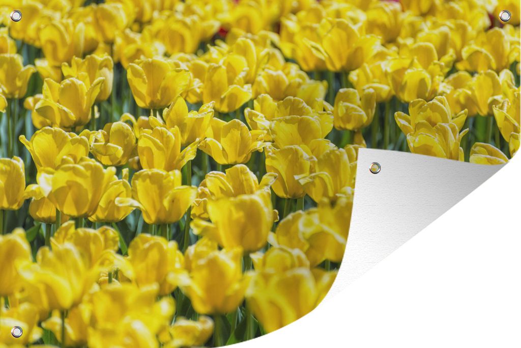 MuchoWow 60x40 cm Outdoor-Poster Gartendeko Sichtschutz Garten Poster für den Garten Tulpenfeld mit gelben Tulpen