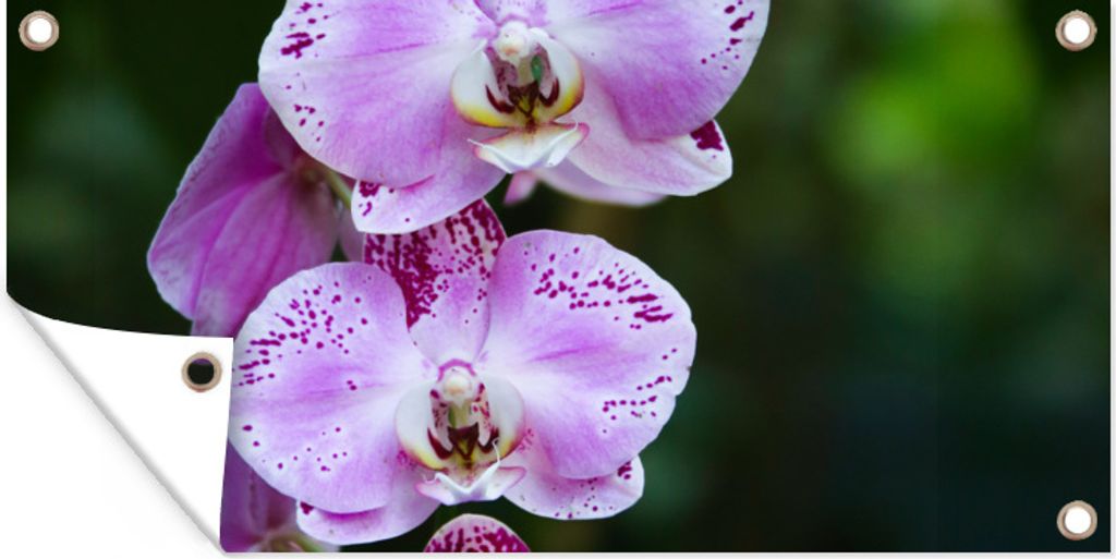MuchoWow 80x40 cm Outdoor-Poster Gartendeko Sichtschutz Garten Poster für den Garten Blühende Orchideen