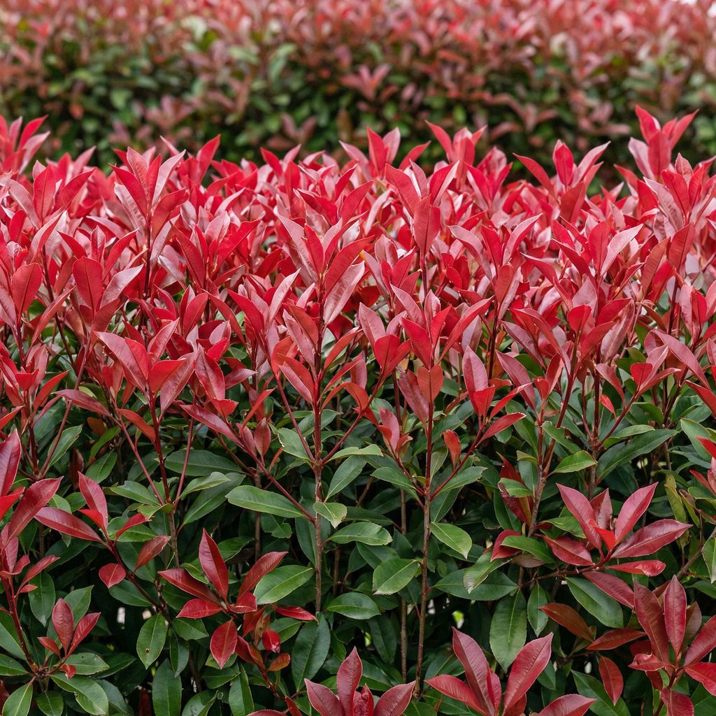 Photinia fraseri Carré Rouge 6er Heckenpflanzen Set – 1lfm – immergrün grün-rot – 17cm Höhe ca.55cm – Glanzmispel Sichtschutz für Gart...