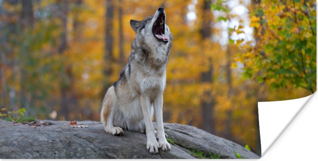 MuchoWow Poster Wolf - Stein - Wald - Herbst 160x80 cm - Foto Poster