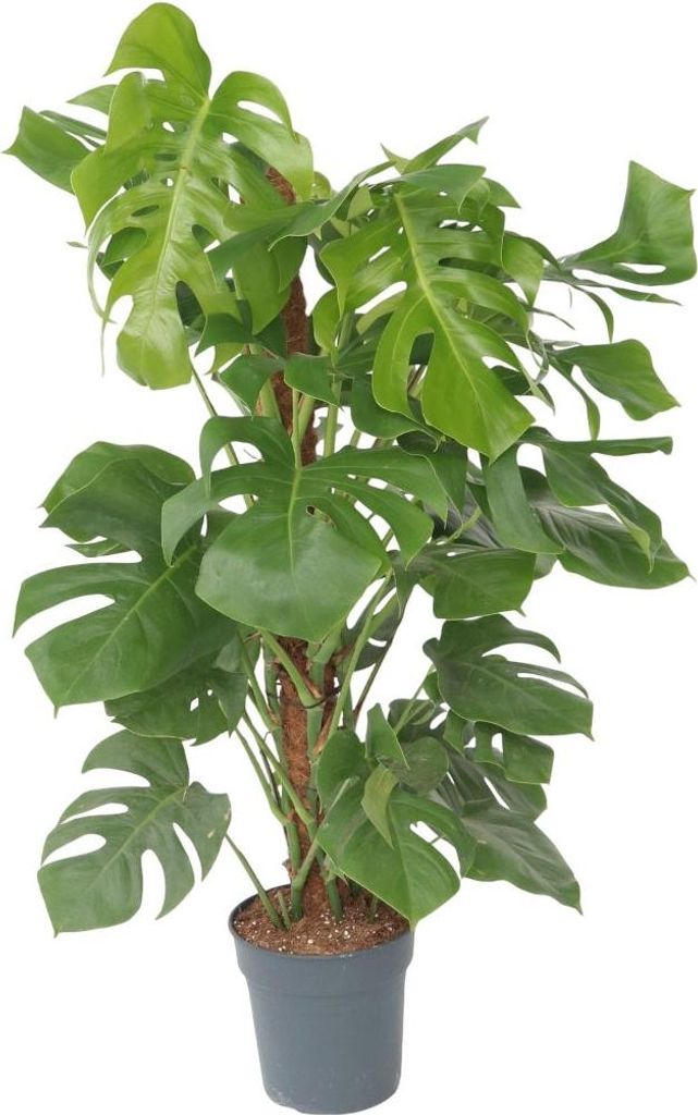 Monstera dziurawa - Monstera deliciosa - Wysokość 120-130cm Zdjęcie produktu 