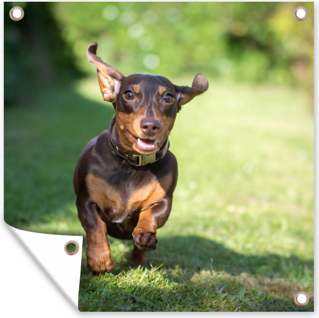MuchoWow 100x100 cm Outdoor-Poster Gartendeko Sichtschutz Garten Poster für den Garten Ein sprintender Dackel