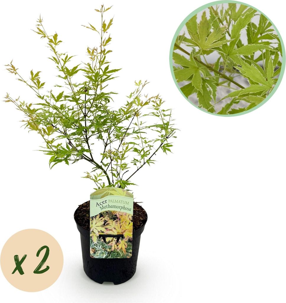 Japanischer Ahorn – Acer palmatum 'Methamorphosa' – 2 Pflanzen – ca. 70 cm hoch – Ø19 cm – grünes Laub mit Farbwechsel – Balkon- & Ga...