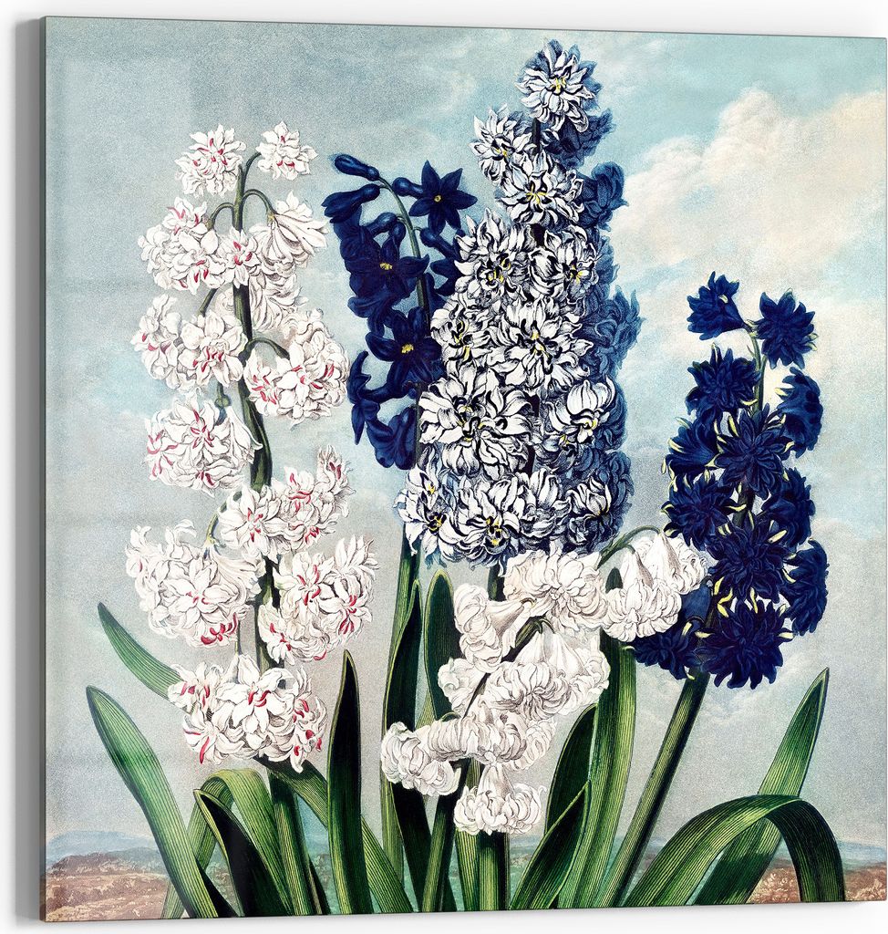 DEQOART Glasbild Echtglas 30x30 cm 'Hyazinthenzauber' Wandbild Bild modern Deko