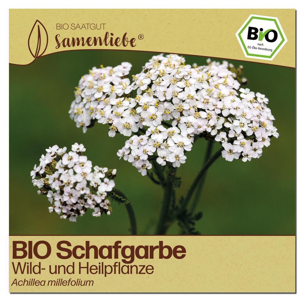 Samenliebe  Schafgarbe Samen | Wildblume - winterhart & Produktbild 