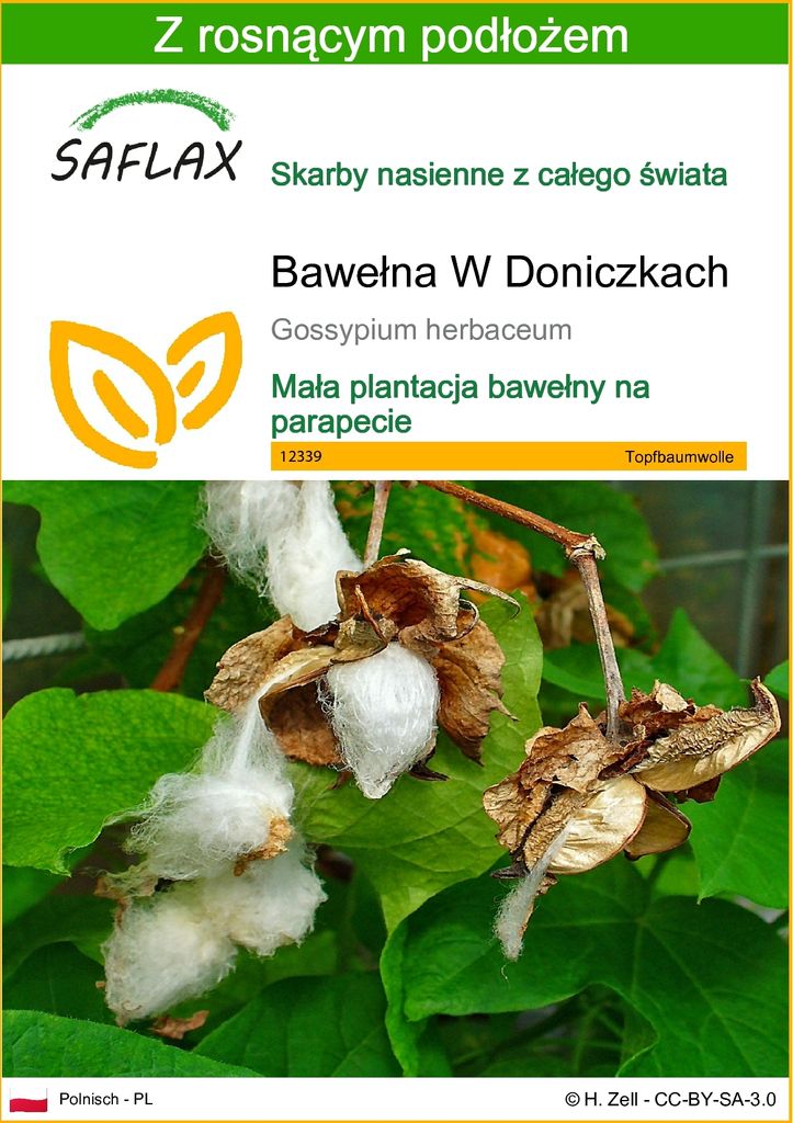 SAFLAX - Bawełna W Doniczkach - 12 Nasiona - Z podłożem Zdjęcie produktu 