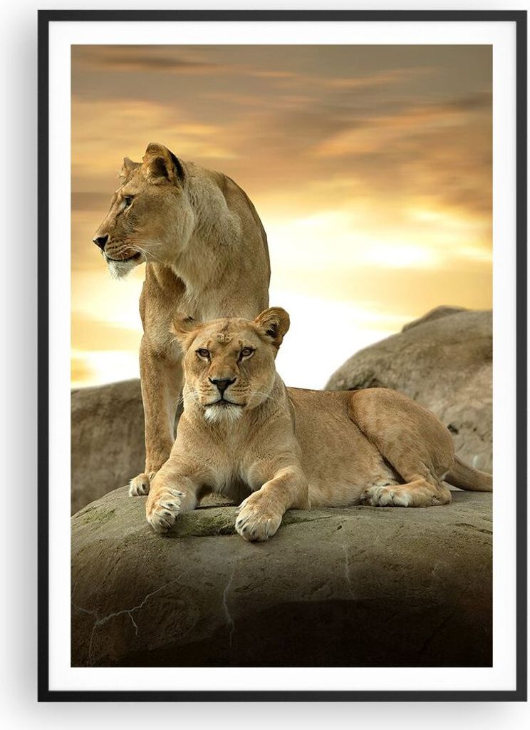 Gerahmtes Poster - Schwarzer Rahmen - Löwen Sonnenuntergang Felsen Krallen - 70x100 cm - Wand Bild - Wanddeko - Wandbilder - Wandposter - Bilderra...