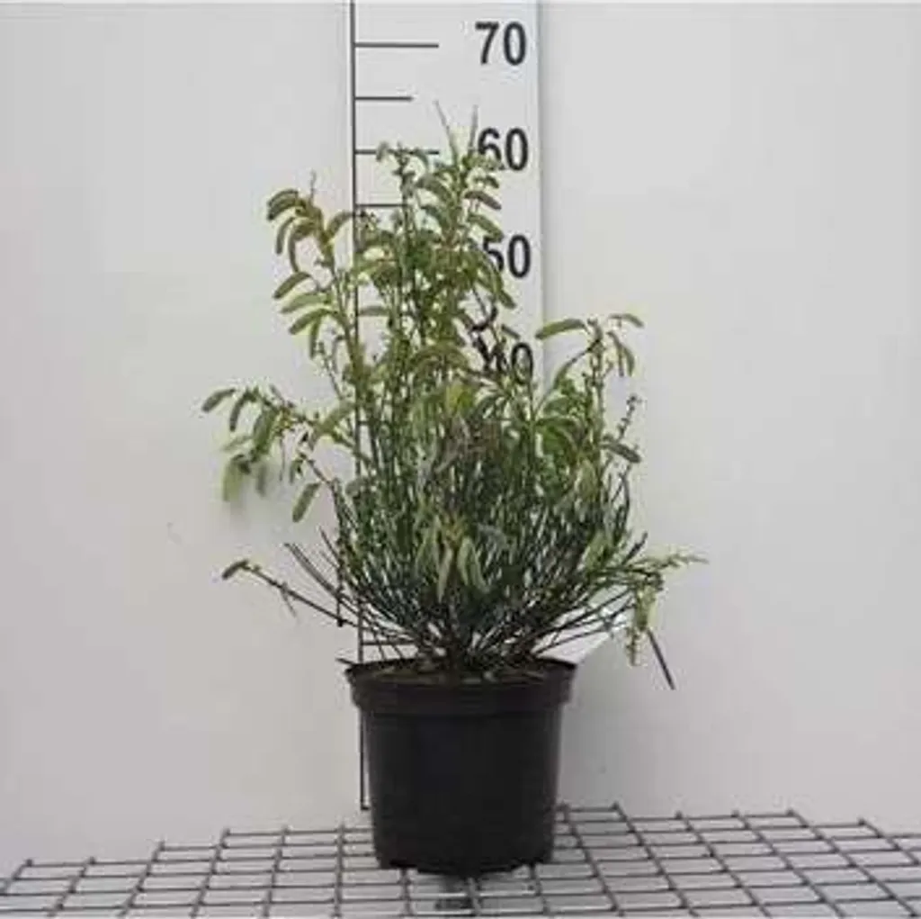 Arbuste sans entretien Cytisus Golden Sunlight Genêt jaune 40-60 cm
