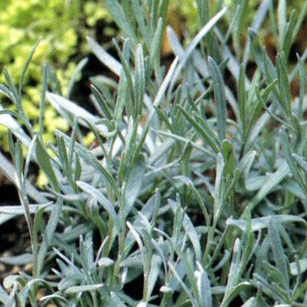 6 x Provence-Garten-Lavendel - Lavandula intermedia 'Dutch' | Topf 9cm x 9cm