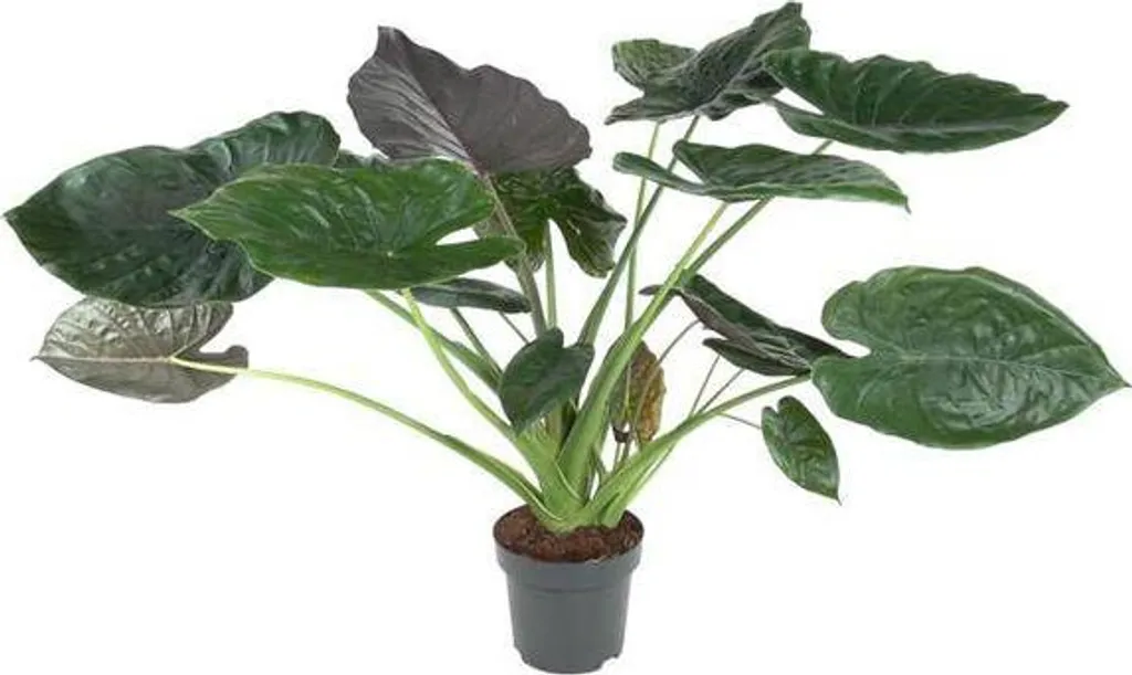 Alocasia Wentii Oreille d'Éléphant Plante Verte XL 120 cm Pot de 32 cm