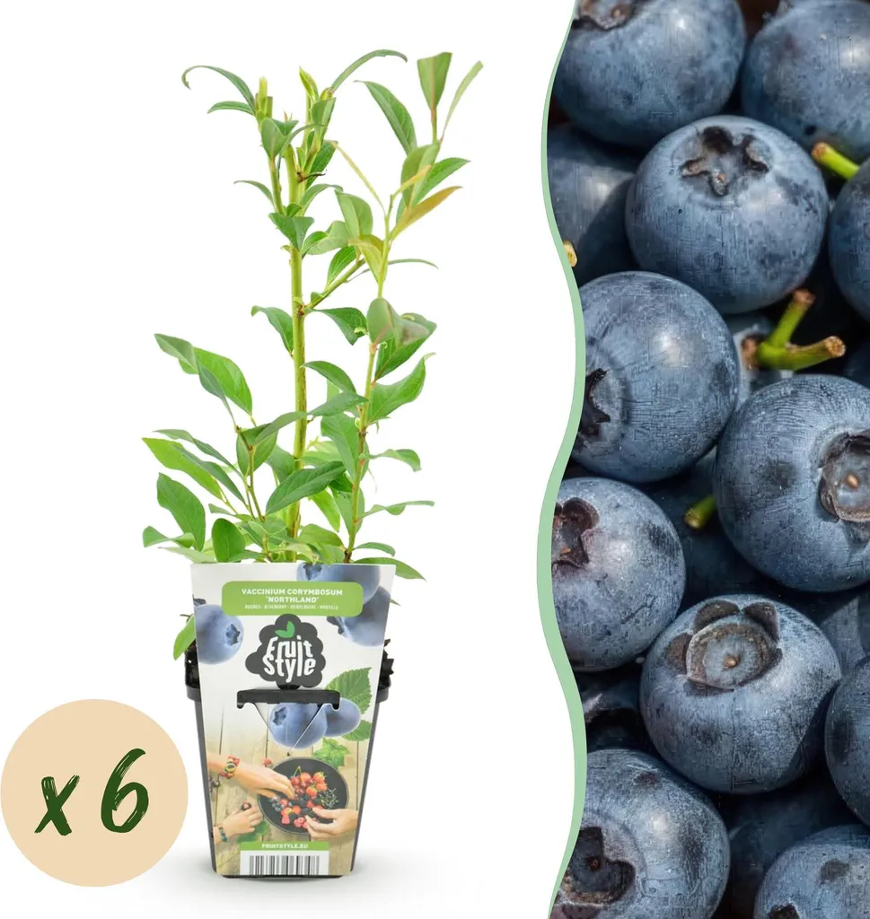 Set 6 Piante Mirtillo Northland: Frutti Aromatici per la tua Cucina