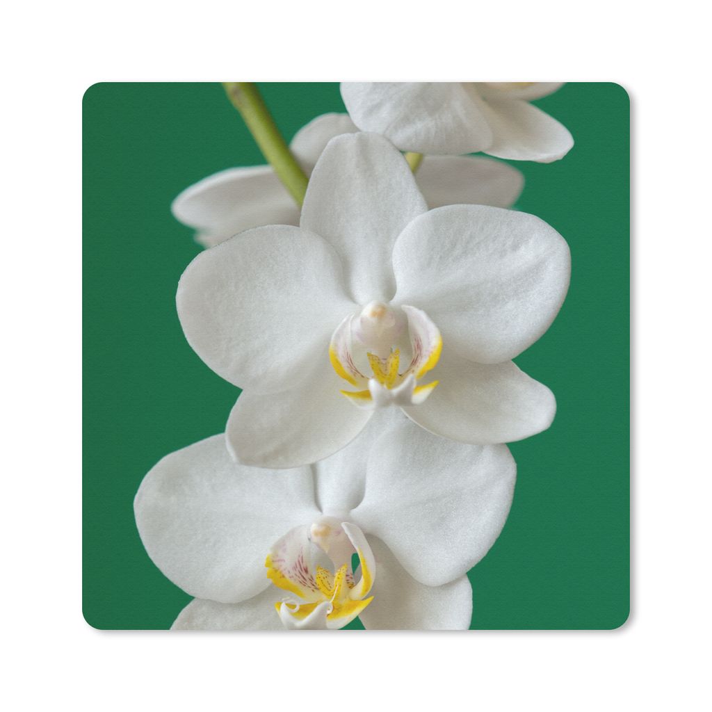 MuchoWow Mauspad Mousepad Orchidee mit grünem Hintergrund 30x30 cm - Mousepads - Maus Mat - Pad - Mausunterlage - Gaming