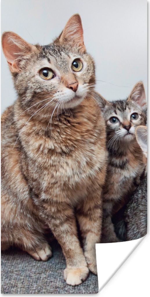 MuchoWow Poster Katze - Kätzchen - Fell 60x120 cm - Wandschmuck