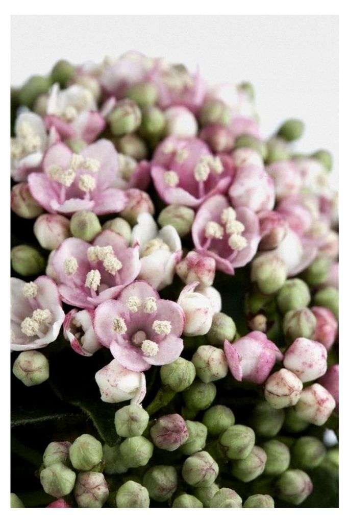 Viburnum tinus 'Eve Price' 40–60 cm – Winterhart, Immergrün, Mehrjährig – Lorbeer-Schneeball – Heckenpflanze für Garten und Sichtschutz